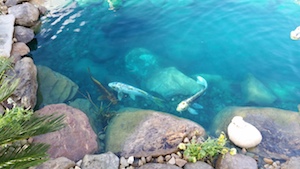 blue water fish pond